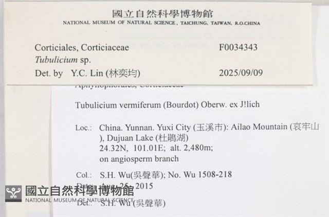 管齒菌屬藏品圖，第3張