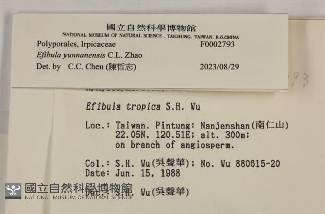 雲南無扣菌藏品圖，第4張