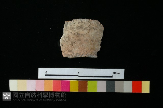 陶罐藏品圖，第5張
