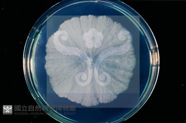 登錄號:F0010368藏品圖，第8張