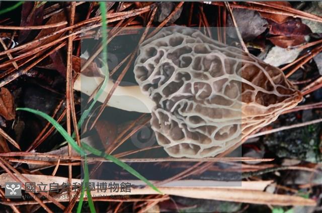 尖頂羊肚菌藏品圖，第8張