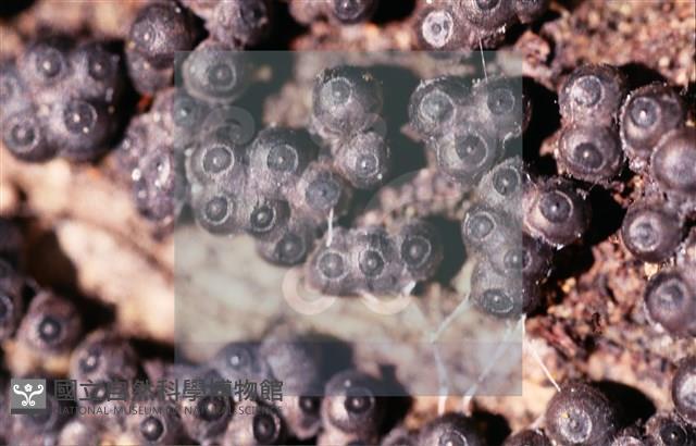 登錄號:F0013880藏品圖，第7張