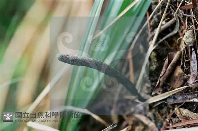 登錄號:F0016526藏品圖，第9張