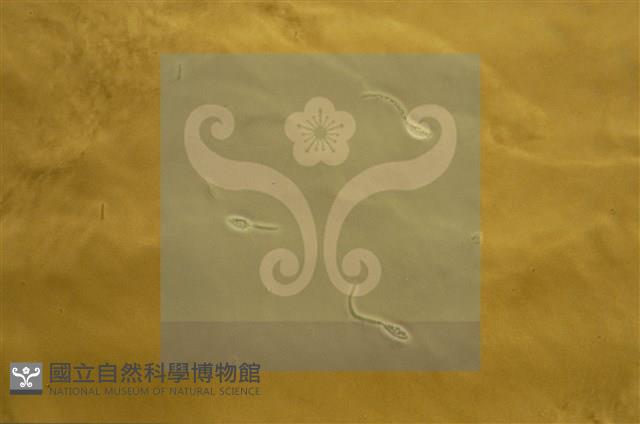 登錄號:F0009861藏品圖，第7張