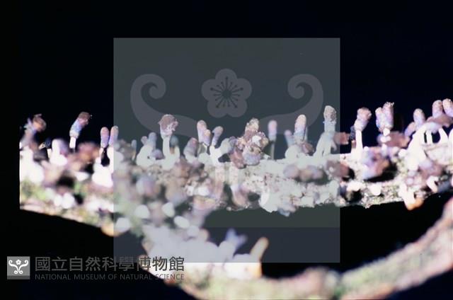 Accession Number:F0011301 Collection Image, Figure 7, Total 7 Figures