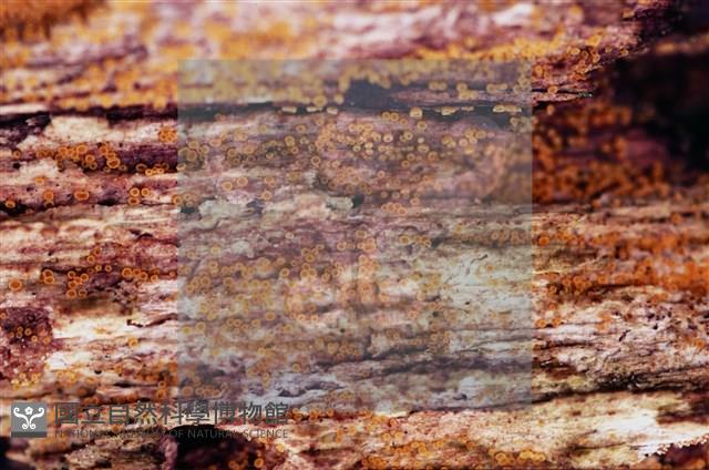 登錄號:F0022011藏品圖，第9張