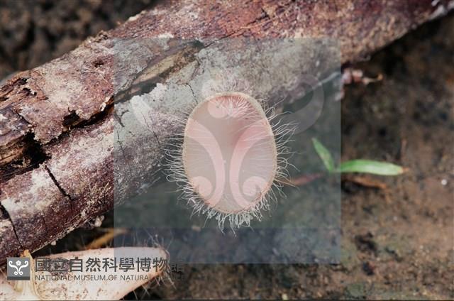 Accession Number:F0011304 Collection Image, Figure 8, Total 8 Figures