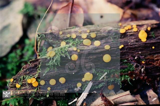 登錄號:F0004707藏品圖，第11張