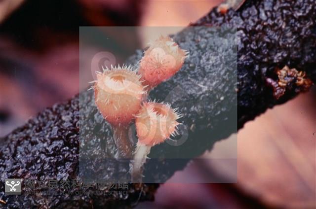 登錄號:F0004565藏品圖，第8張