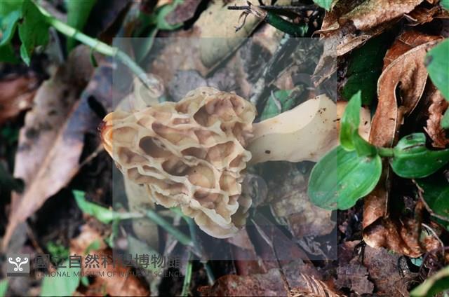 美味羊肚菌藏品圖，第8張