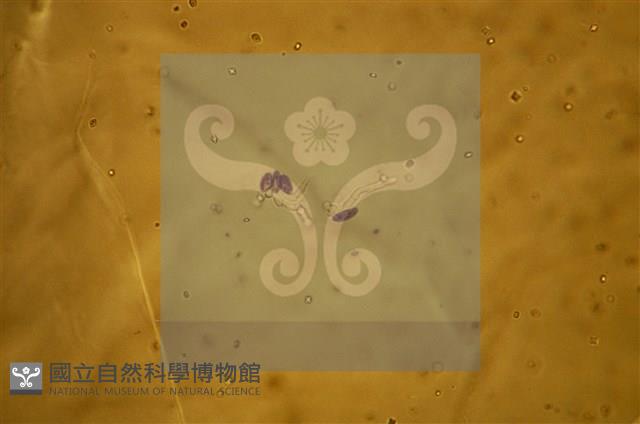 登錄號:F0009859藏品圖，第8張