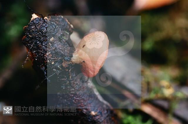 登錄號:F0015523藏品圖，第8張