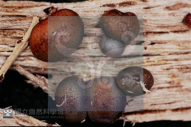 登錄號:F0015543藏品圖，第7張