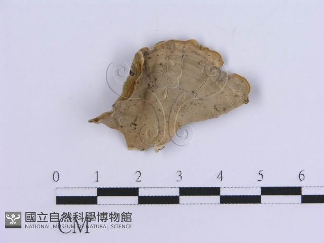 登錄號:F0007298藏品圖，第5張