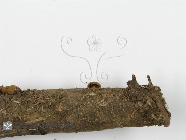 登錄號:F0004898藏品圖，第5張