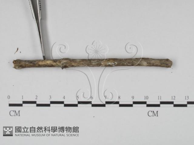 登錄號:F0007998藏品圖，第5張