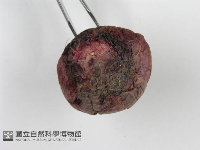 登錄號:F0015998藏品圖，第5張