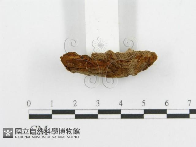 登錄號:F0017698藏品圖，第5張