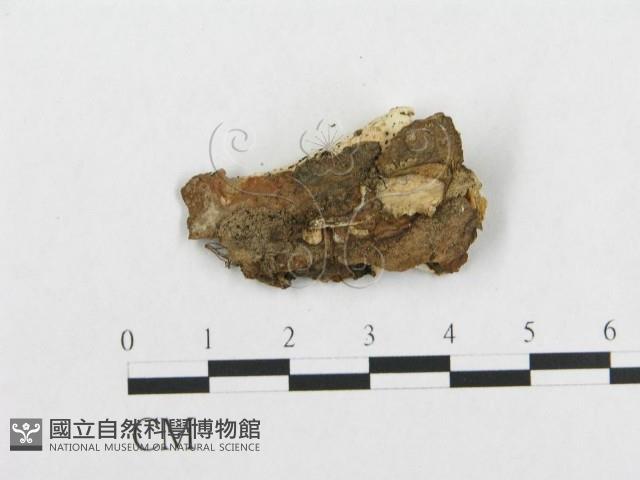 登錄號:F0017498藏品圖，第5張