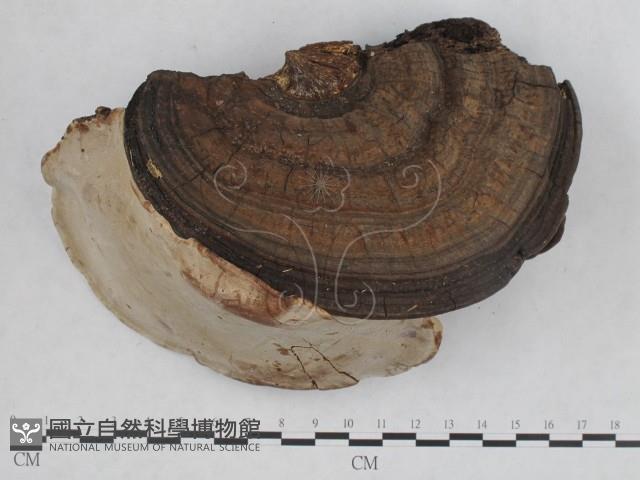 登錄號:F0008798藏品圖，第5張