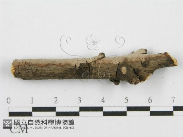 筍殼菌屬藏品圖，第5張