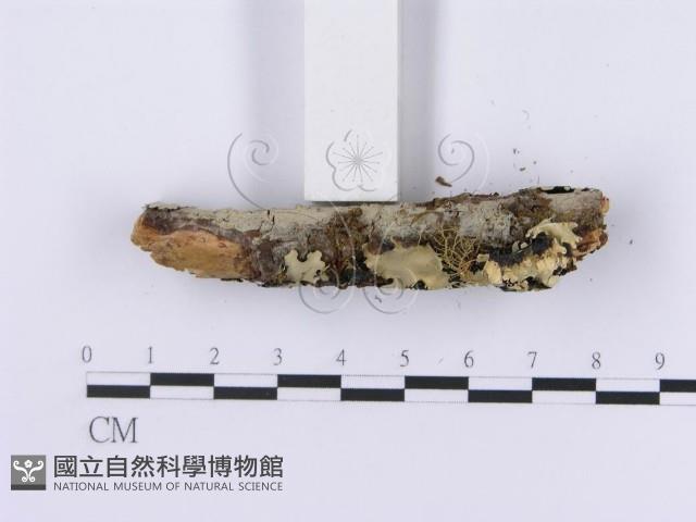 登錄號:F0001198藏品圖，第5張