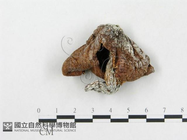 登錄號:F0002198藏品圖，第5張