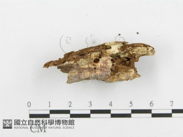 登錄號:F0020098藏品圖，第5張