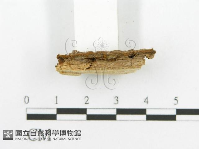 登錄號:F0017398藏品圖，第5張