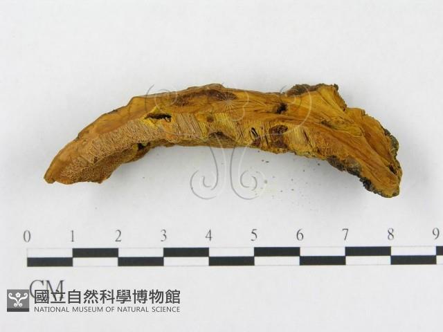 登錄號:F0006288藏品圖，第5張