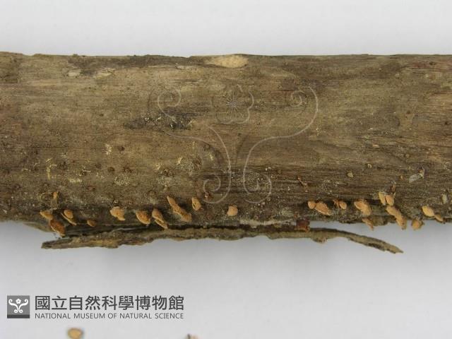 登錄號:F0005288藏品圖，第5張