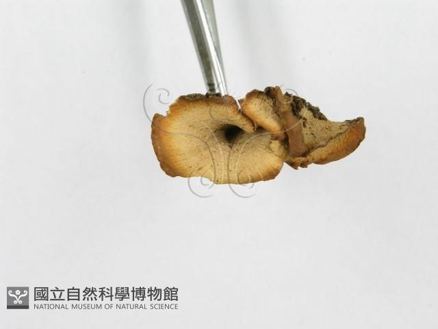 館號:F0018888藏品圖，第5張