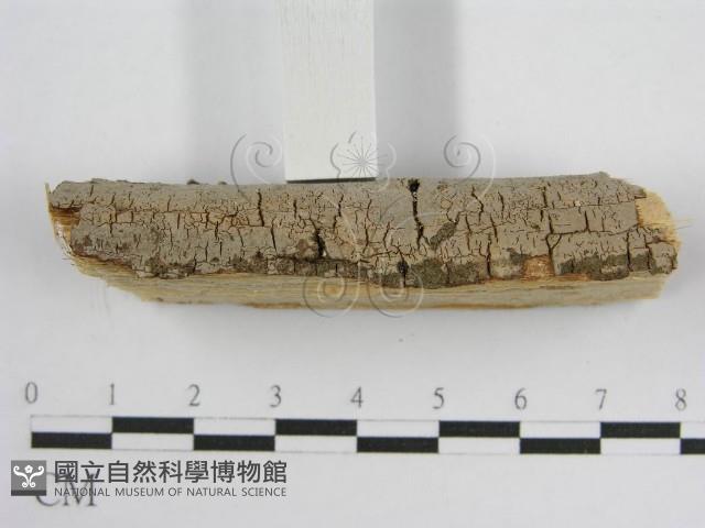 登錄號:F0011988藏品圖，第5張