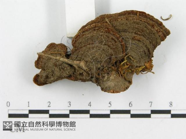 登錄號:F0016488藏品圖，第5張