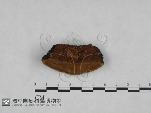 登錄號:F0024788藏品圖，第5張