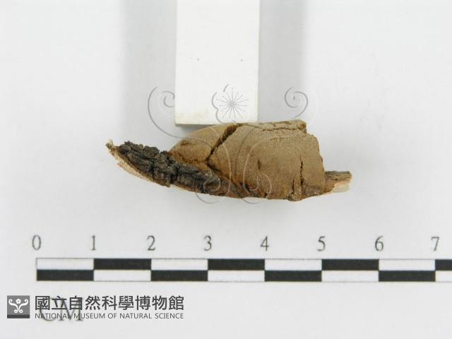 登錄號:F0015788藏品圖，第5張