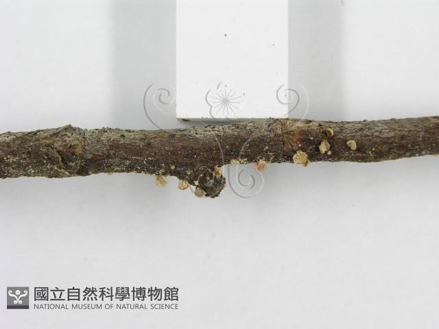 登錄號:F0012588藏品圖，第5張
