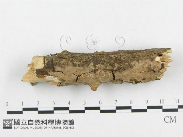 登錄號:F0000088藏品圖，第5張