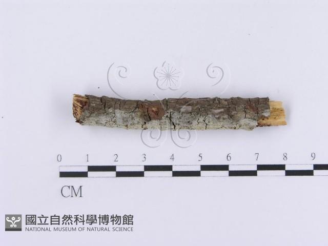 登錄號:F0001088藏品圖，第5張