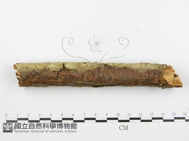 登錄號:F0001388藏品圖，第5張