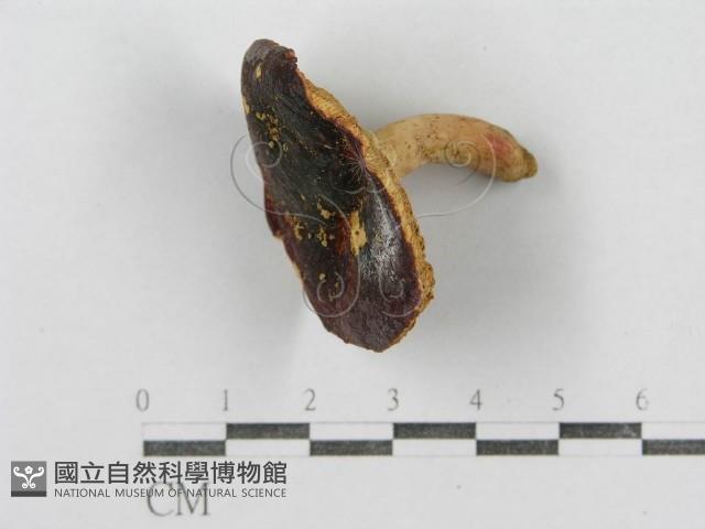 紅菇屬藏品圖，第5張
