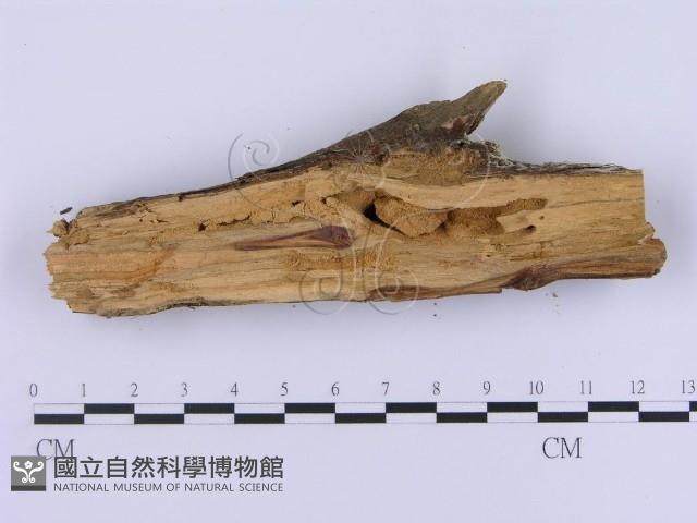 登錄號:F0002990藏品圖，第5張