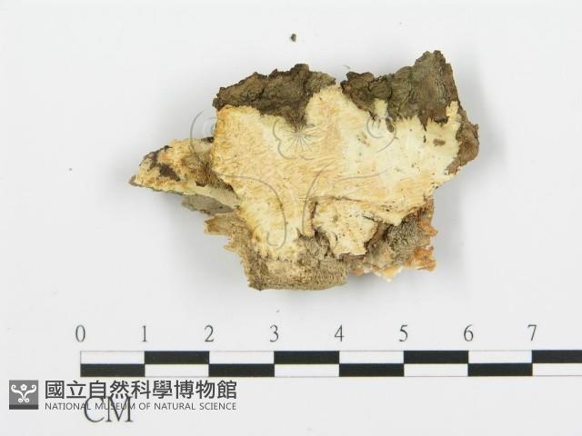 登錄號:F0017490藏品圖，第5張