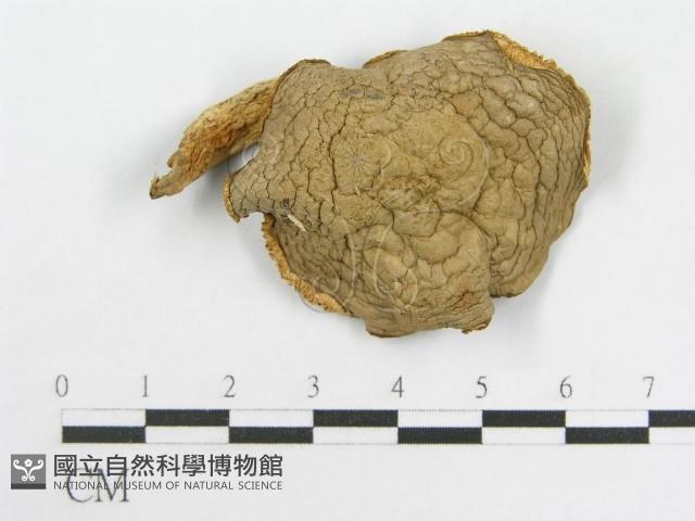 粉褶菌屬藏品圖，第5張