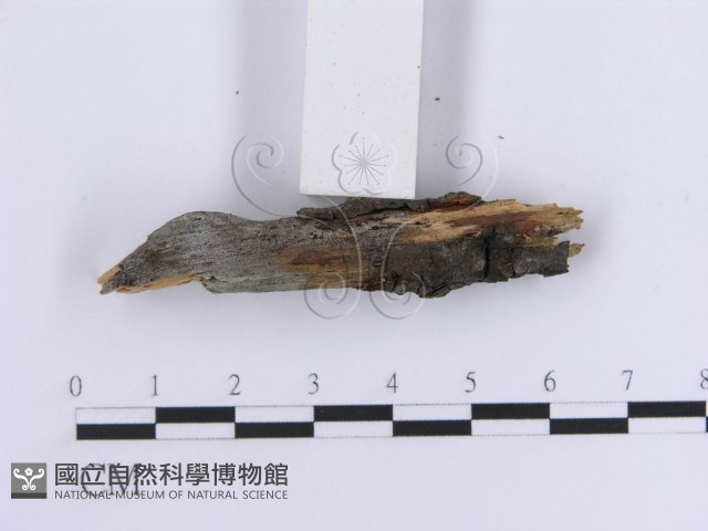登錄號:F0013590藏品圖，第5張