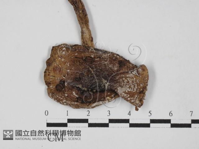 登錄號:F0002190藏品圖，第5張