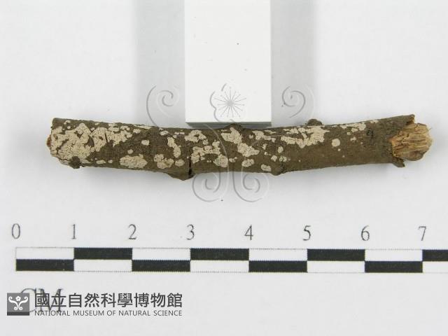 筍殼菌屬藏品圖，第5張