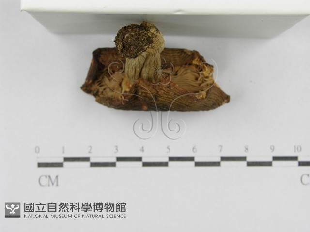 登錄號:F0016390藏品圖，第5張