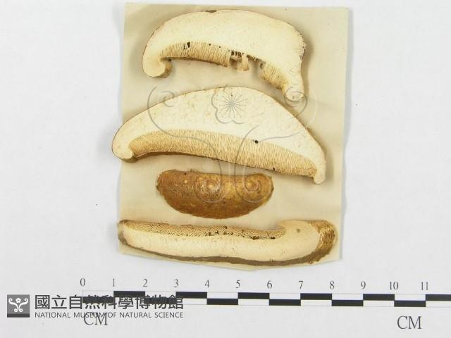 登錄號:F0011390藏品圖，第5張