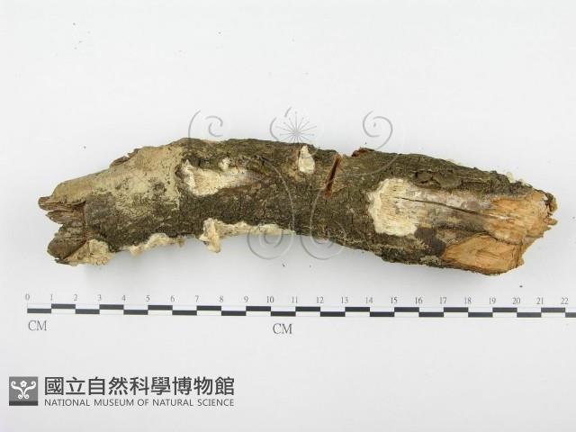 登錄號:F0001280藏品圖，第5張